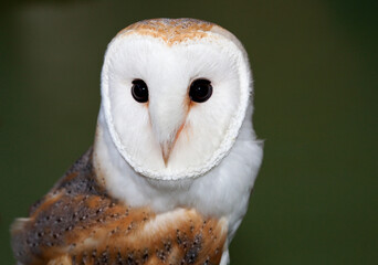 Barn Owl, Kerkuil, Tyto alba