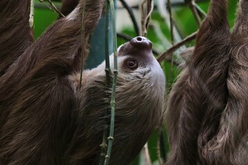 sloth © Ka