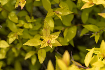 A bush with yellow leaves on a natural background. Detailed macro view.