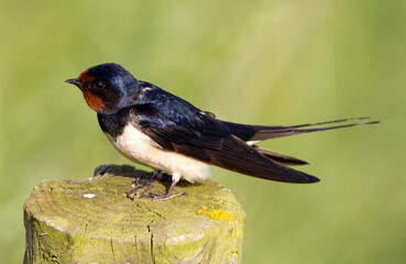 Boerenzwaluw, Barn Swallow, Hirundo rustica