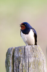 Boerenzwaluw, Barn Swallow, Hirundo rustica