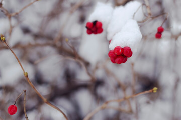viburnum branches with drifts of  snow and red berries - close up, winter nature and background