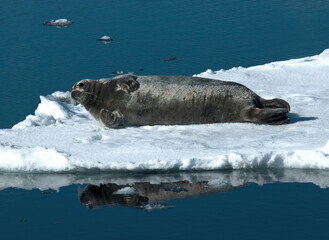 Baardrob, Bearded seal, Erignatus barbatus © AGAMI