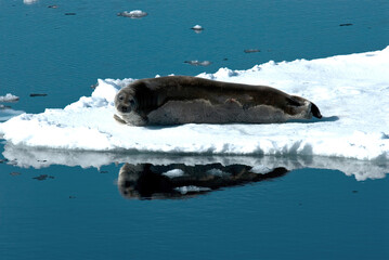 Baardrob, Bearded seal, Erignatus barbatus © AGAMI