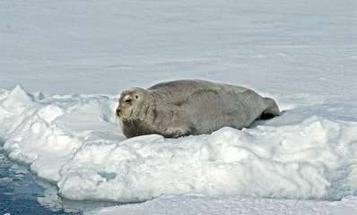 Deurstickers Baardrob bearded seal, Baardrob, Erignathus barbatus