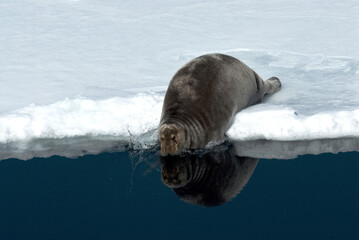 Baardrob, Bearded seal, Erignatus barbatus © AGAMI