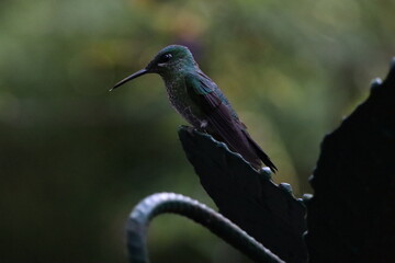 hummingbird on a branch