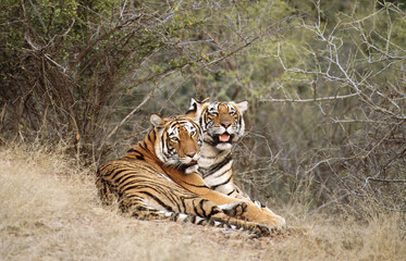 Bengaalse Tijger, Bengal Tiger, Panthera tigris