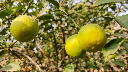 Unripe lemon on the lemon tree