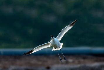 The pied avocet is a large black and white wader in the avocet and stilt family, Recurvirostridae