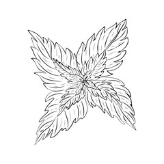 hand drawn mint leaves isolated on white background. outline sketch of mint branch. vector illustration of spearmint plant and leaves line art drawing. herbal, melissa, peppermint, seasoning icon