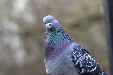 pigeon in the park