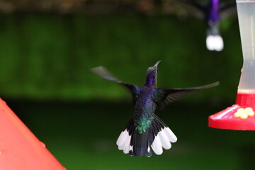 hummingbird in flight