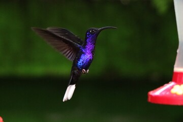 hummingbird in flight