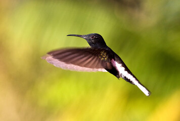 Black Jacobin in flight
