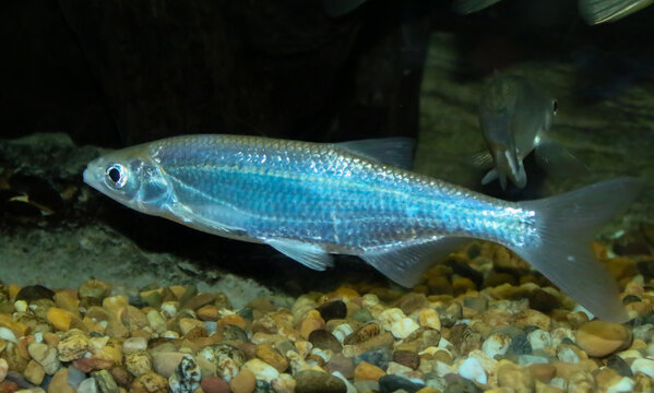 Alburno, Alburnus alburnus, ejemplar del r&iacute;o Guadiana en Espa&ntilde;a. Es un peque&ntilde;o pez de agua dulce de la familia de los cipr&iacute;nidos, especie invasora en Espa&ntilde;a.