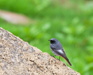 Zwarte Roodstaart, Black Redstart; Phoenicurus ochruros