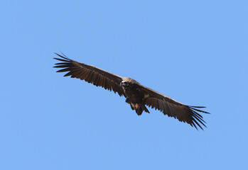 Cinereous Vulture, Monniksgier, Aegypius monachus