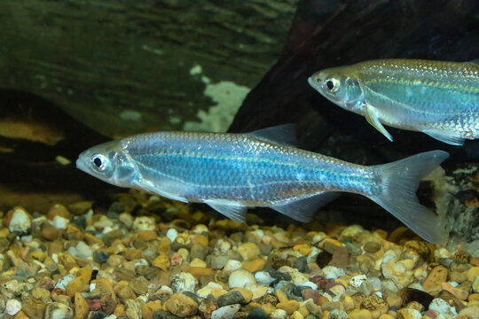 Alburno, Alburnus alburnus, ejemplar del r&iacute;o Guadiana en Espa&ntilde;a. Es un peque&ntilde;o pez de agua dulce de la familia de los cipr&iacute;nidos, especie invasora en Espa&ntilde;a.
