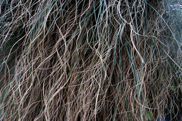 Close uo of  a plant in a park