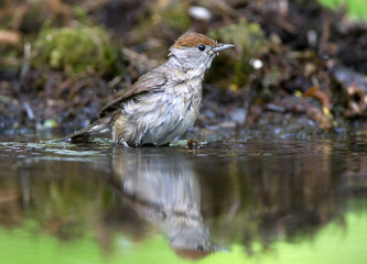 Zwartkop; Blackcap, Sylvia atricapilla