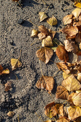 Autumn leaves on sandy ground, texture background