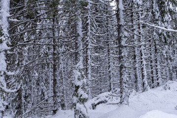 Frost-covered trees, winter landscape, Norway