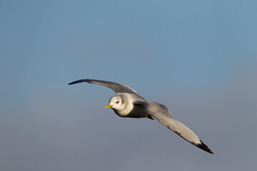 Black-legged Kittiwake in winter in flight