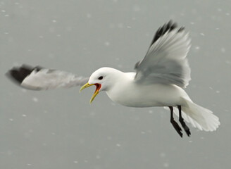 Black-legged Kittiwake in flight in snow