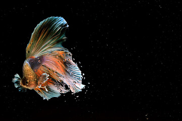 Male Collage Yellow Betta, Cupang, Siamese Fighting, Half Moon