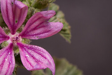 Wassertropfen