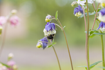 Bumblebee in a bell flower. Detailed macro view.