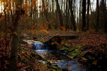 Stream in afternoon autumn forest, with green and orange colors