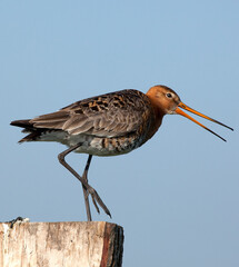 Black-tailed Godwit calling at a pole