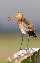 Grutto, Black-tailed Godwit, Limosa limosa