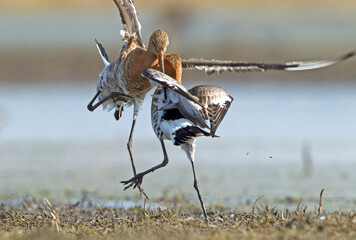 Grutto, Black-tailed Godwit, Limosa limosa