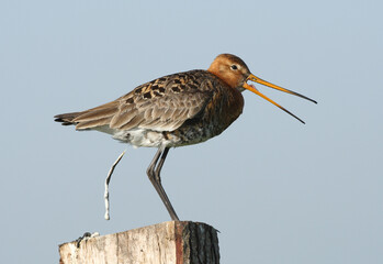 Grutto, Black-tailed Godwit, Limosa limosa