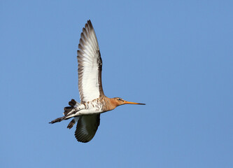 Grutto, Black-tailed Godwit, Limosa limosa