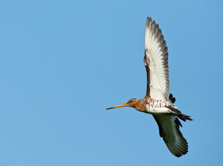 Black-tailed Godwit, Limosa limosa