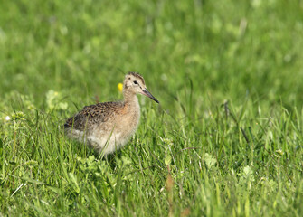 Black-tailed Godwit juvenile perched in the gras