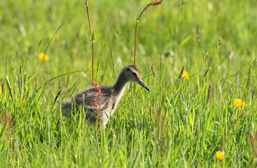Black-tailed Godwit juvenile perched in the gras