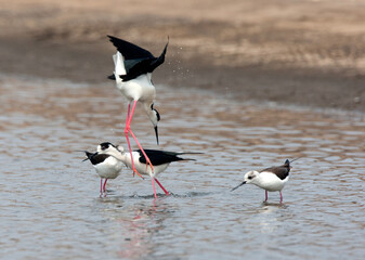 Black-winged Stilts fighting