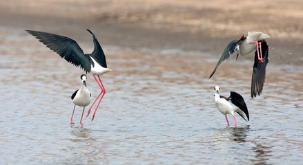 Black-winged Stilts fighting