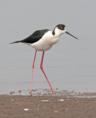 Black-winged Stilt adult foraging