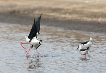 Black-winged Stilt, Himantopus himantopus