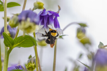 Bumblebee in a bell flower. Detailed macro view.