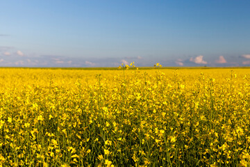 Obraz premium yellow-blooming rapeseed in an agricultural field
