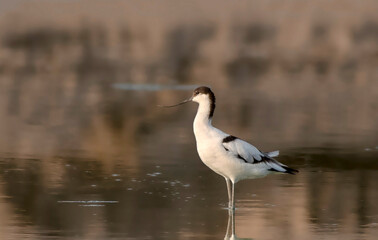 The pied avocet is a large black and white wader in the avocet and stilt family, Recurvirostridae