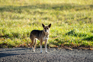 Dog outdoors on a background of green grass.