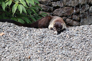 White-nosed coati
